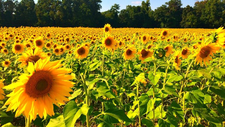 Clear Meadow Farms Sunflower Fields: the BEST Sunflower Fields in Maryland