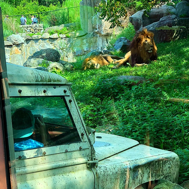 franklin park zoo