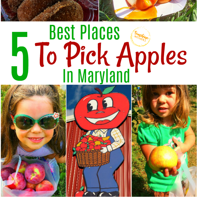 The 5+ Best Places To Pick Apples In Maryland (updated for 2022!)