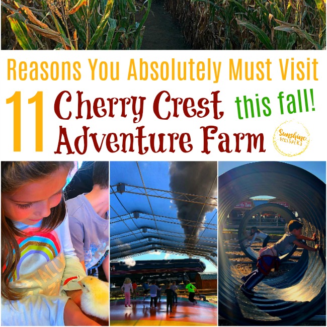 11 Reasons You Absolutely Must Visit Cherry Crest Adventure Farm This Fall!