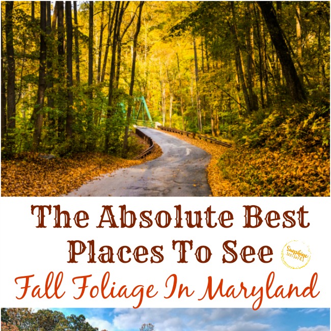 The Absolute Best Places To See Fall Foliage In Maryland