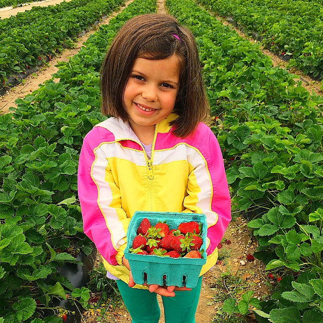 The Sweetest Strawberry Picking In Maryland