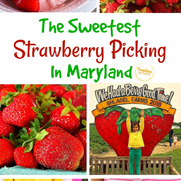 strawberry picking in maryland