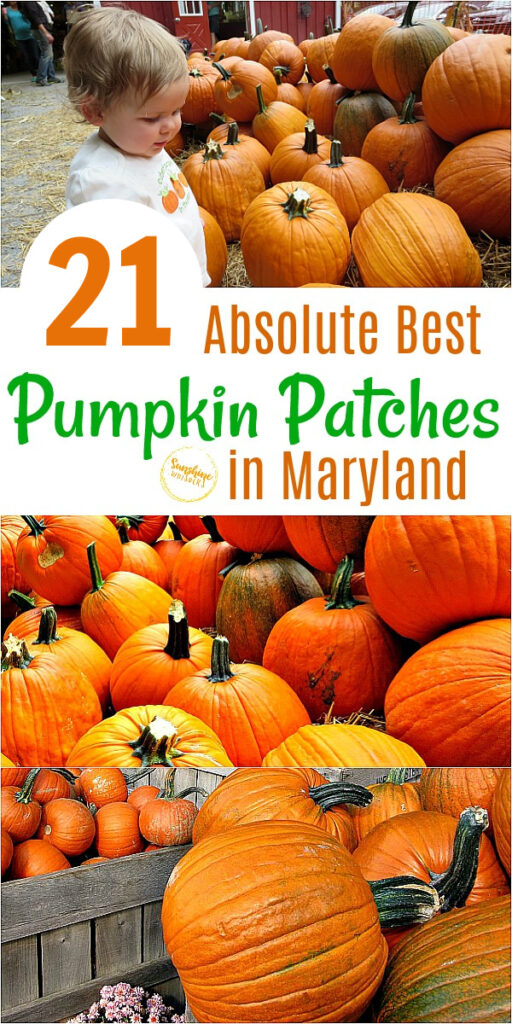 pumpkin patches in maryland