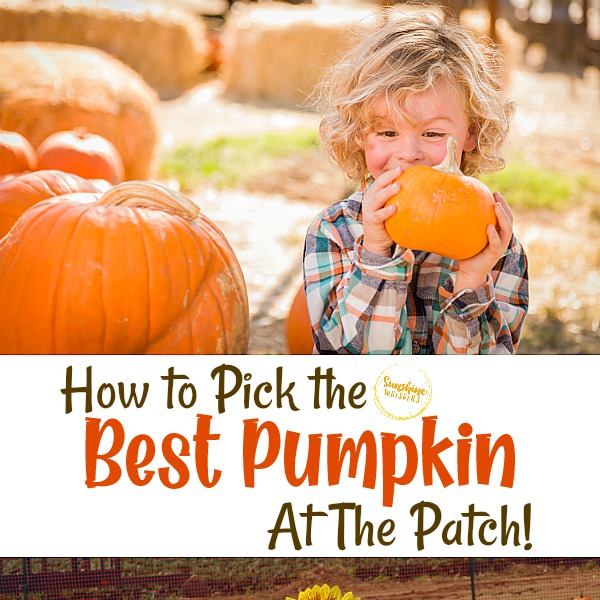 How To Pick The Best Pumpkin At The Patch