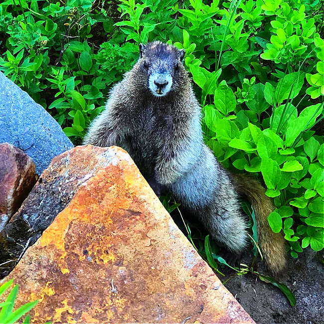 mount rainier marmot