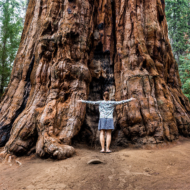 sequoia national park