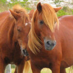iconic maryland day trips guide, assateague national seashore