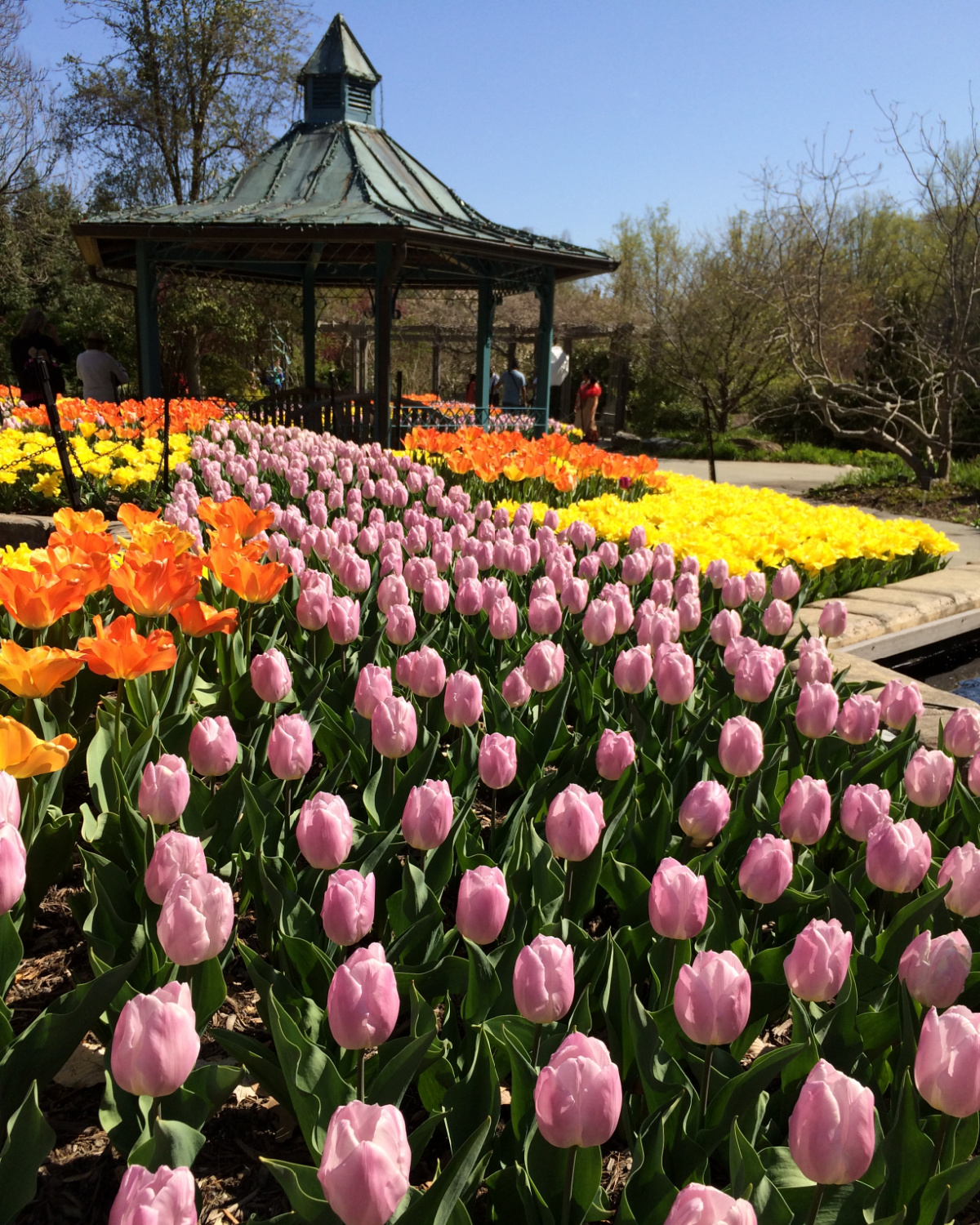 brookside gardens tulips
