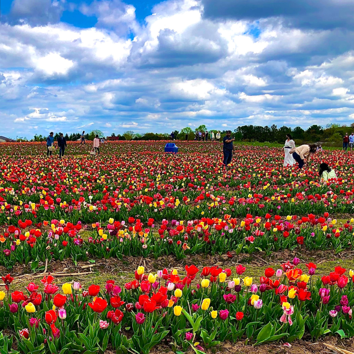 burnside farms tulips