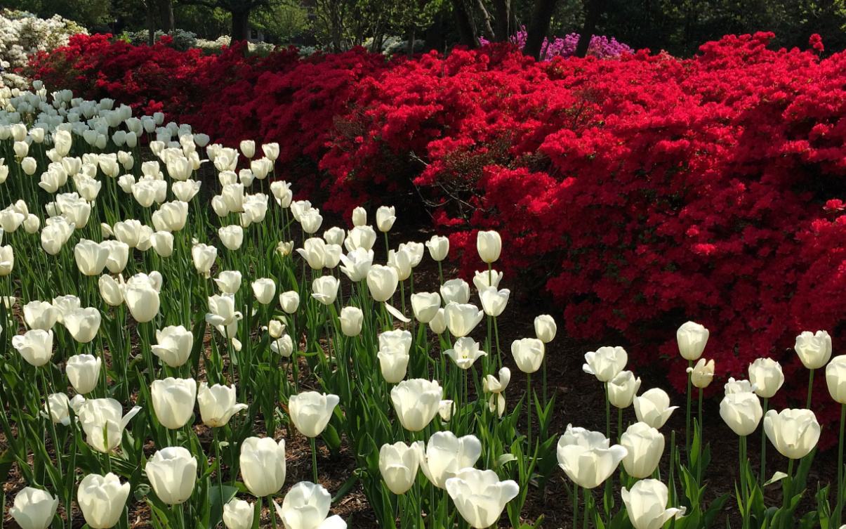 sherwood gardens tulips