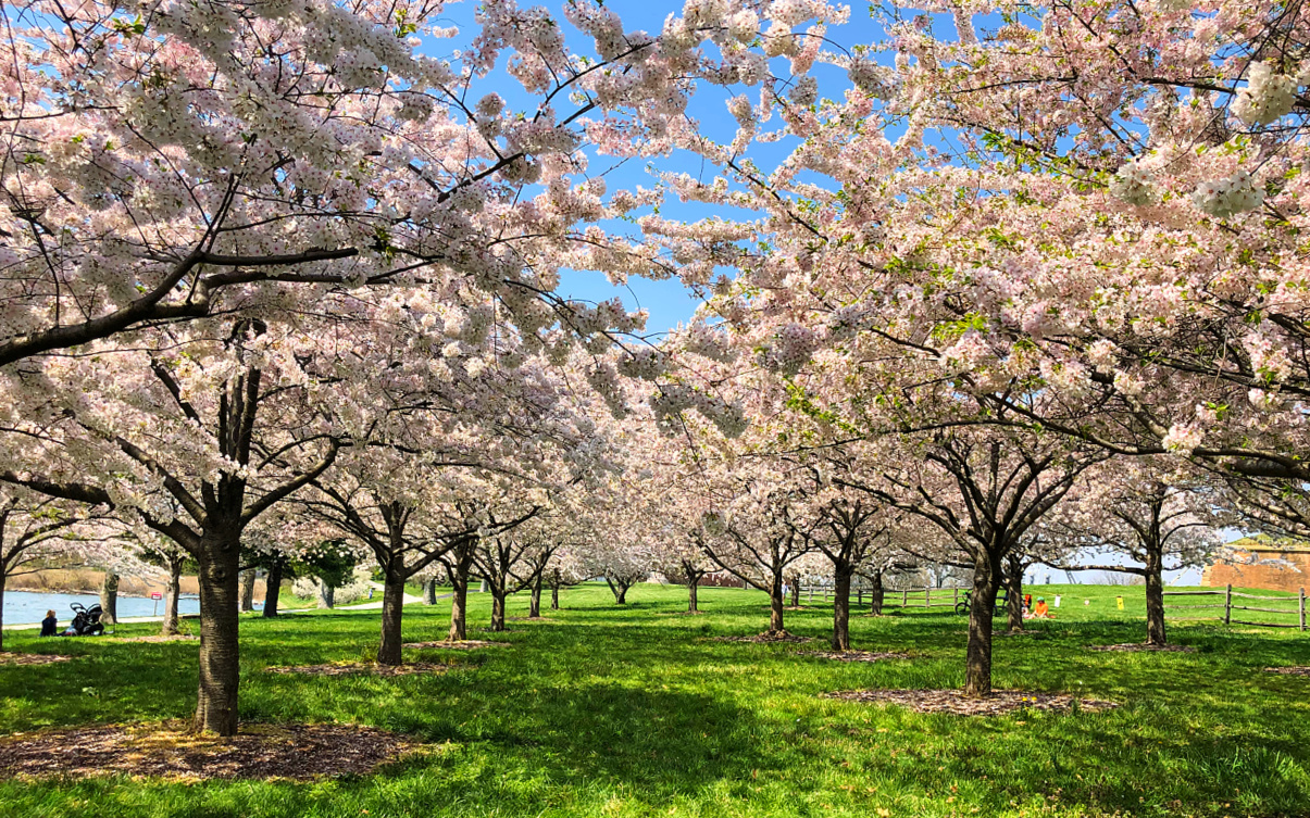 Cherry Blossoms in DC, MD, and VA
