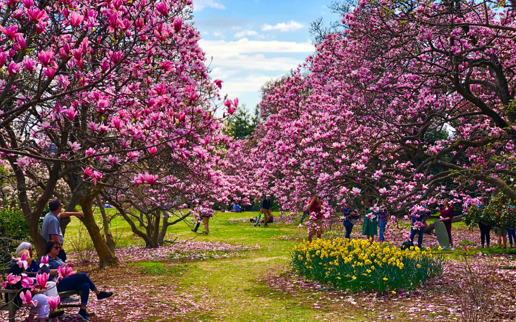 us arboretum magnolias