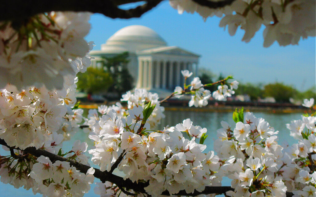Cherry blossoms Tidal Basin