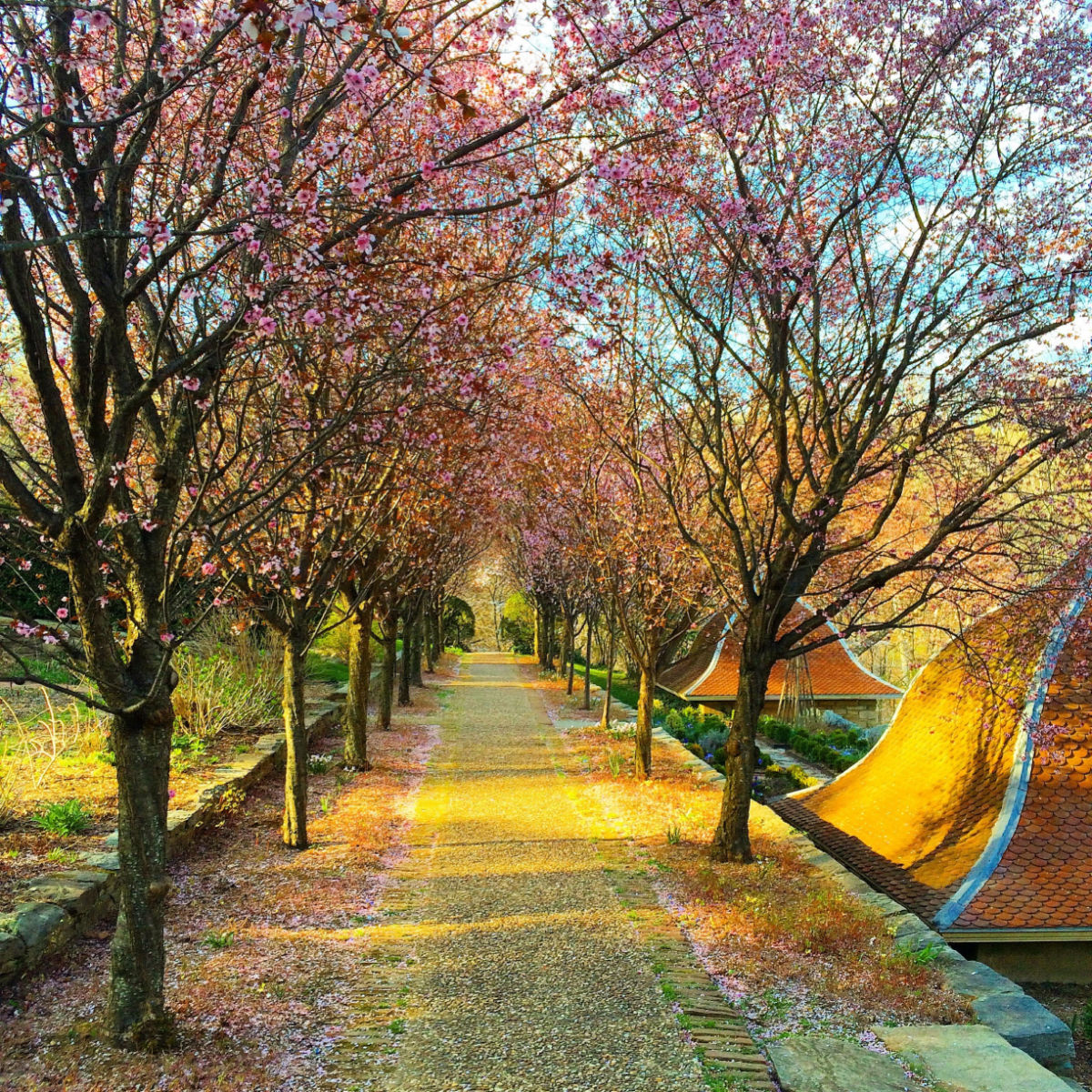 dumbarton oaks cherry blossoms