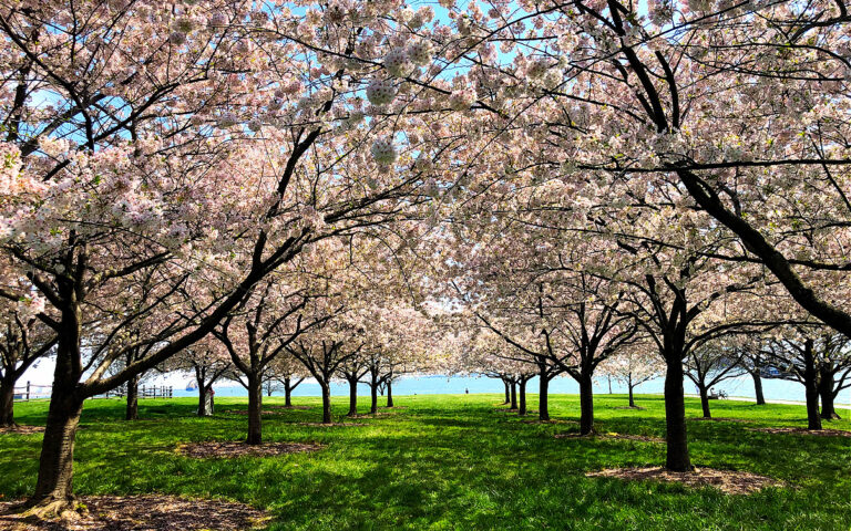 The 10+ Best Places to See Cherry Blossoms in DC, Maryland, and Virginia (updated for 2023)