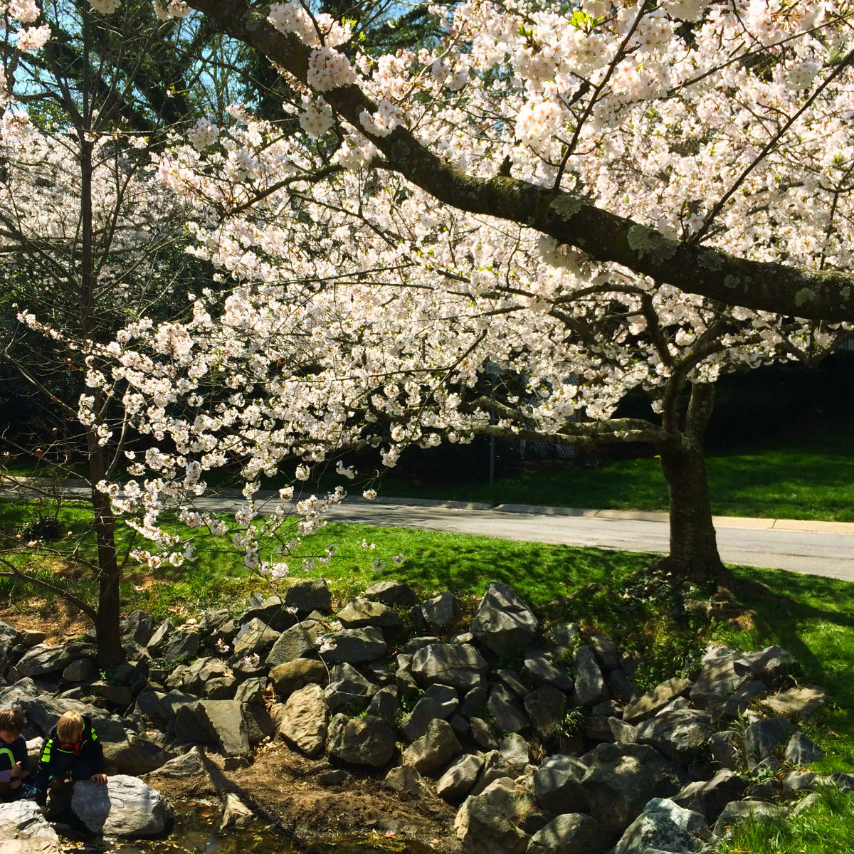 kenwood cherry blossoms