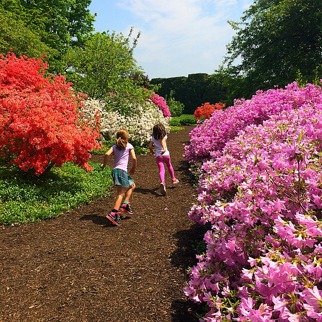 7 Completely Whimsical Places to See Azaleas in Maryland