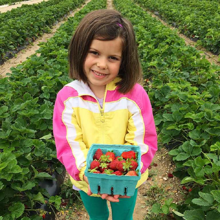 The Sweetest Strawberry Picking In Maryland (updated for 2024) Sunshine Whispers