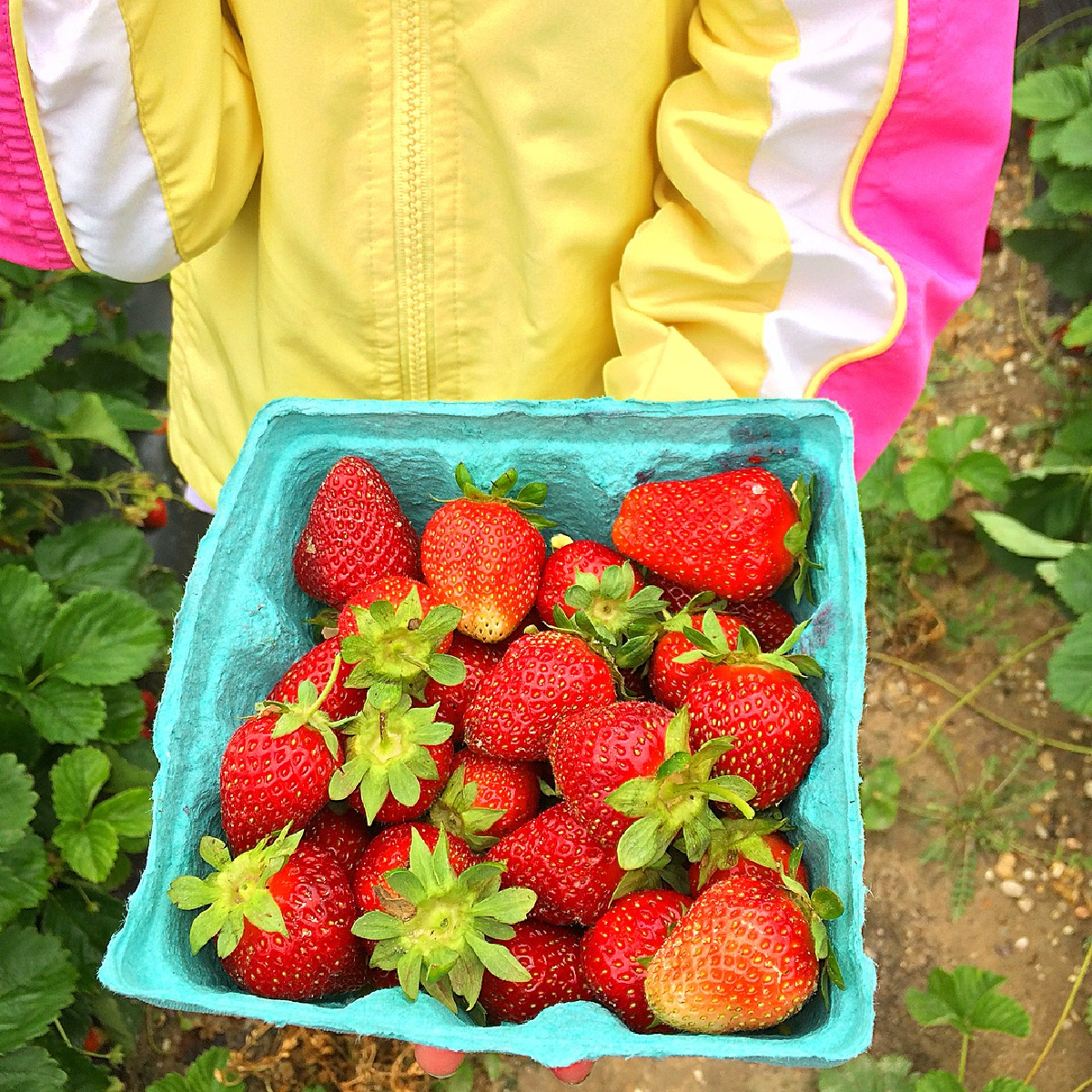 strawberry picking in Maryland