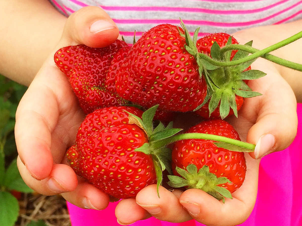 strawberry picking Maryland