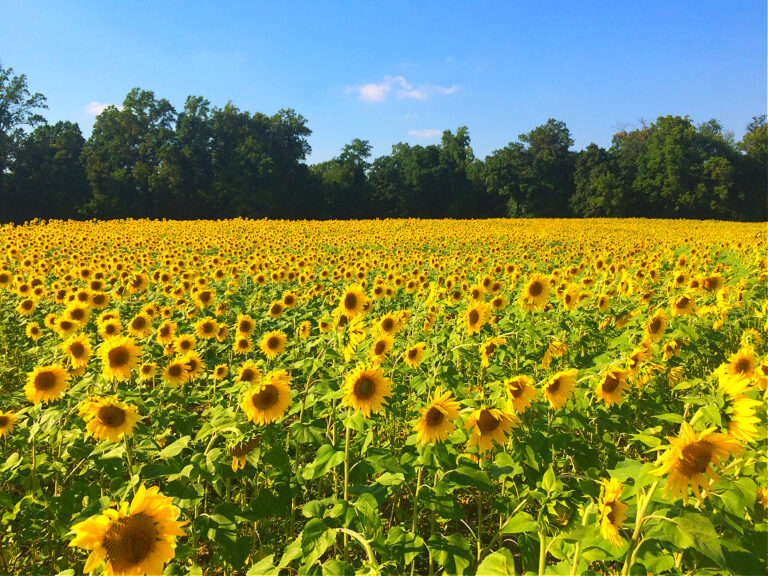 The 25+ Best Places to see Sunflower Fields in Maryland and Northern Virginia (updated and expanded for 2023!)