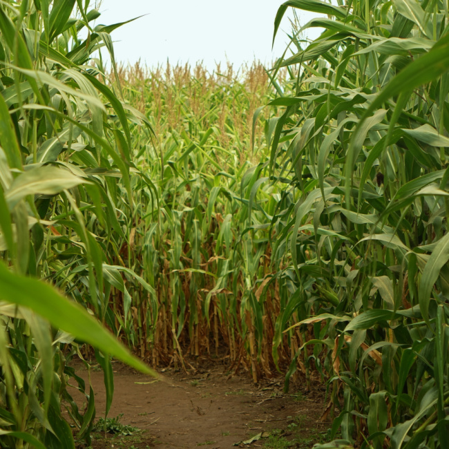 20+ Super Fun Corn Mazes In Maryland That Are Perfect To Get Lost In! (2022)