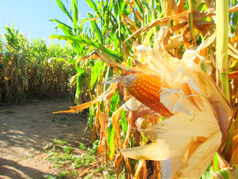 24 Super Fun Corn Mazes In Maryland That Are Perfect To Get Lost In! (Updated for 2023)