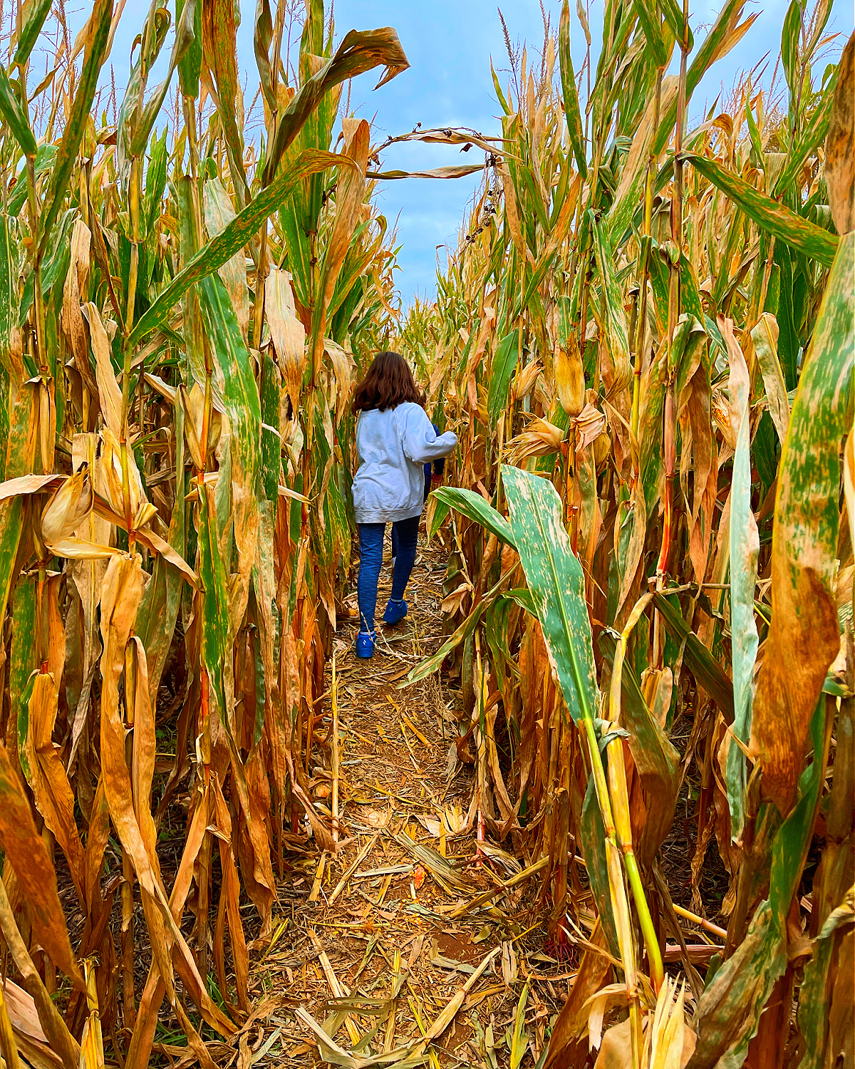 gaver farm corn maze