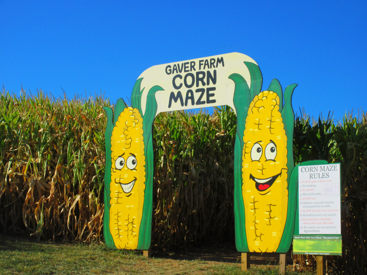 gaver farm corn maze