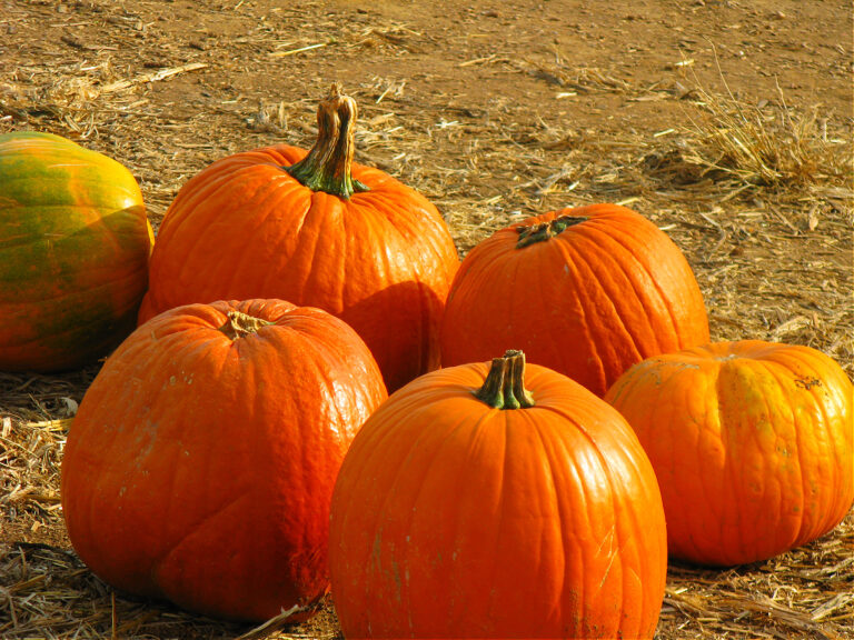 The 30+ Absolute Best Pumpkin Patches In Maryland (updated for 2023!)