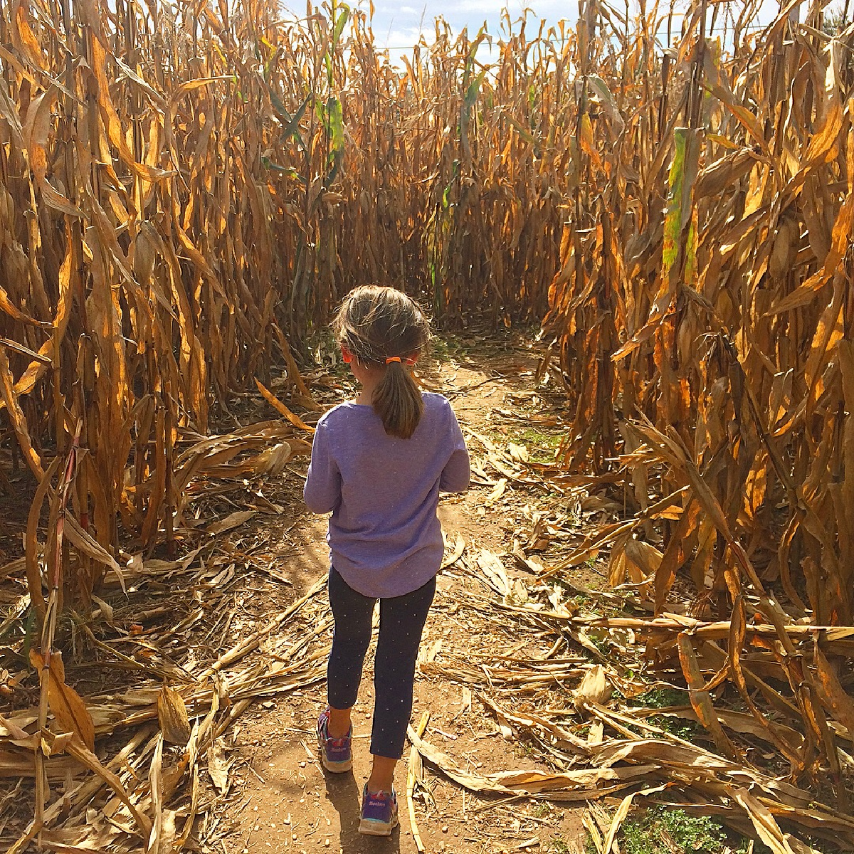 summers farm corn maze