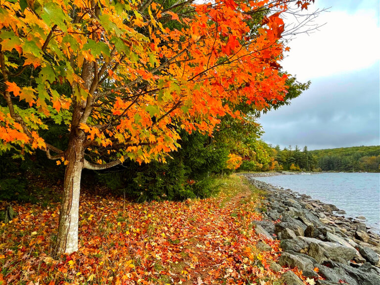 The Absolute Best Places To See Fall Foliage In Maryland