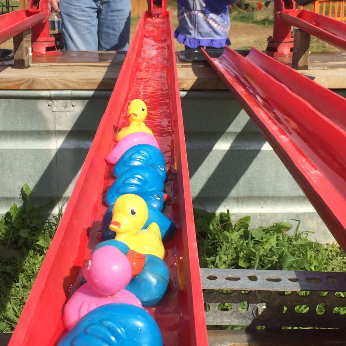 summers farm rubber duck races