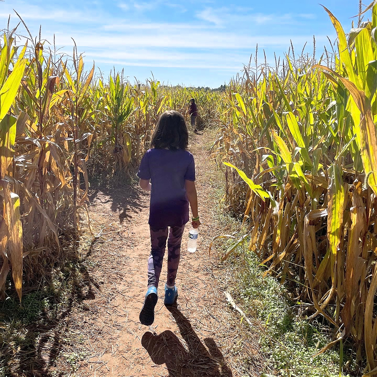 summers farm corn maze