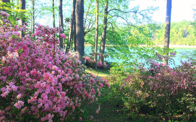 7 Completely Whimsical Places to See Azaleas in Maryland