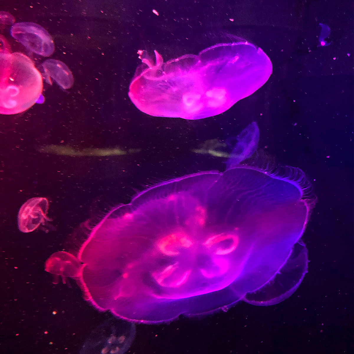 calvert marine museum jellyfish