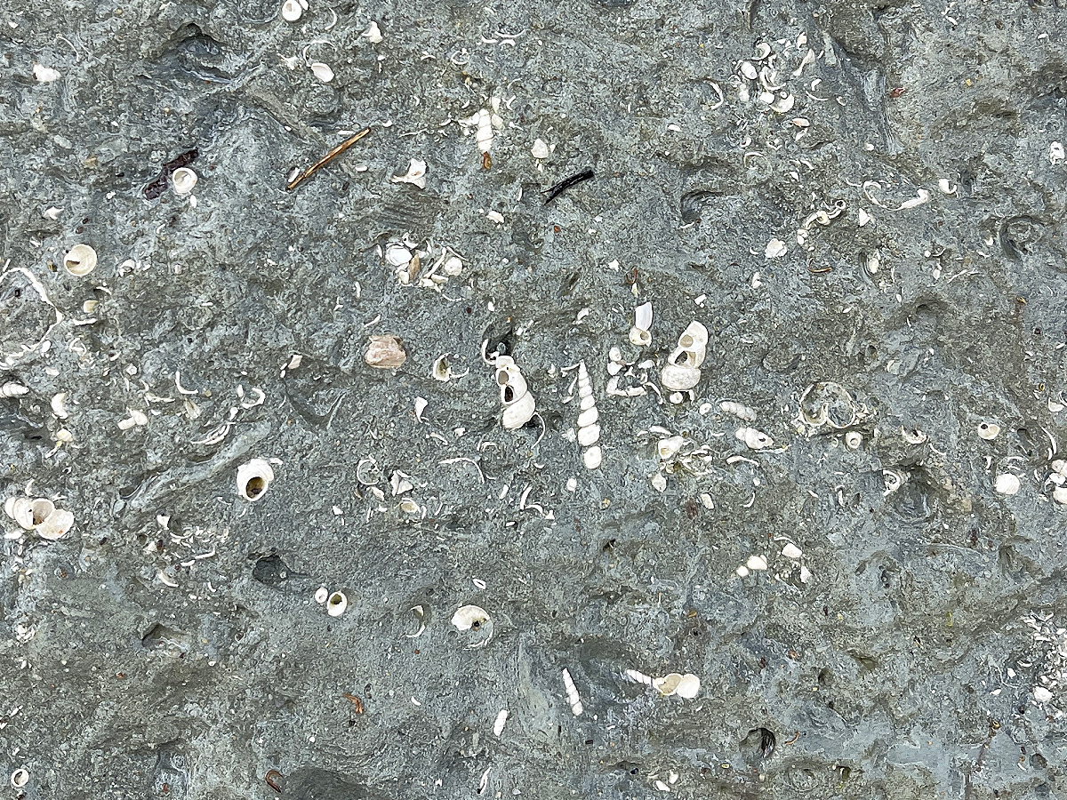 Shark Tooth Hunting in Maryland