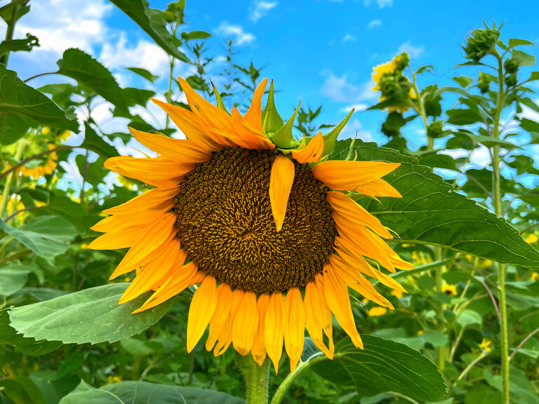 Goldpetal Farms Sunflower Maze: Kid Friendly Guide!
