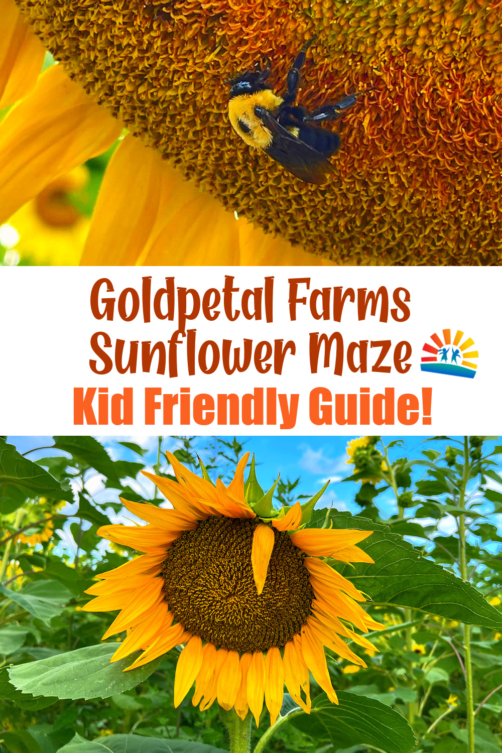 goldpetal farms sunflower maze