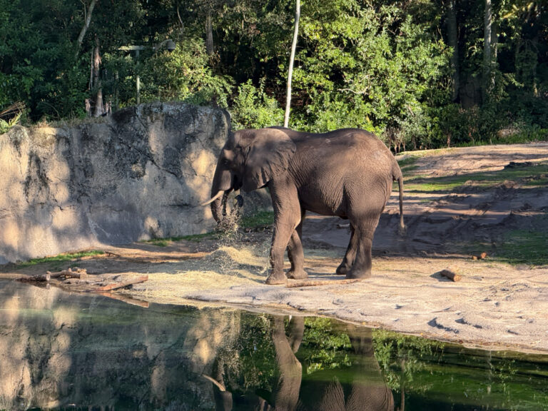 Animal Kingdom with toddlers