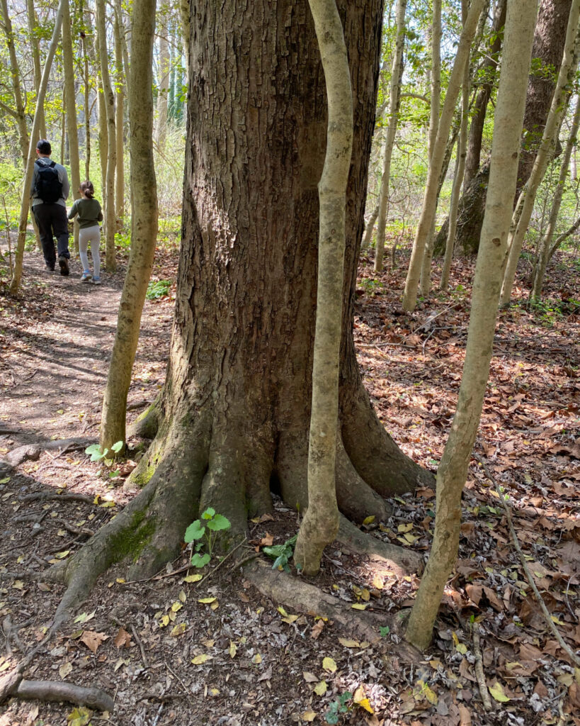 Pot Rocks Gunpowder Gunpowder Falls State Park Central Area Guide (Hammerman, Pot Rocks ...