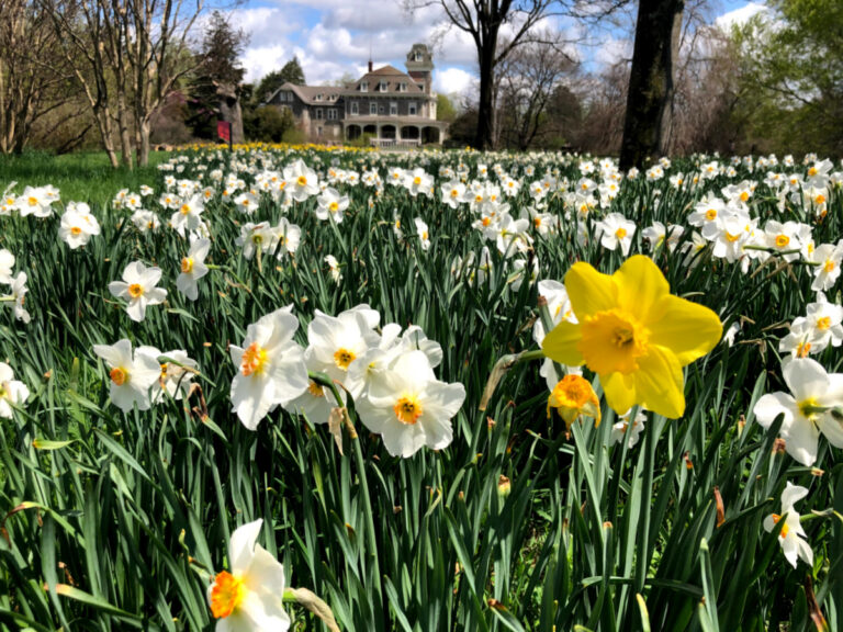 Cylburn Arboretum guide