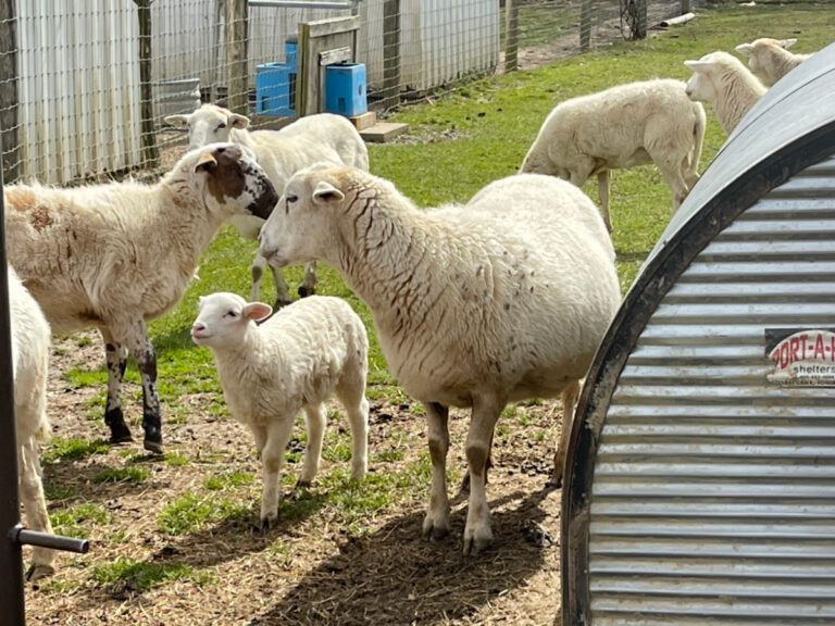 Mary's Land Farm review and guide