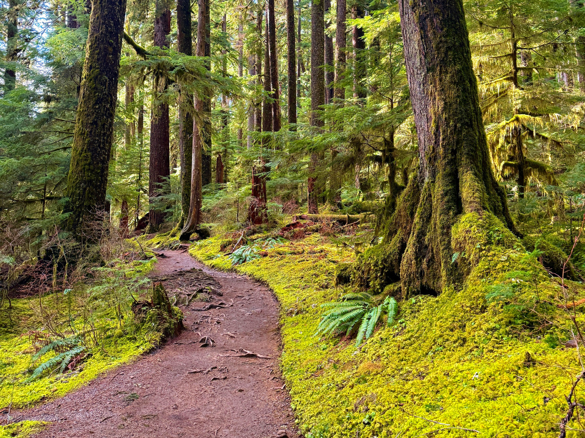 best easy hikes in olympic national park