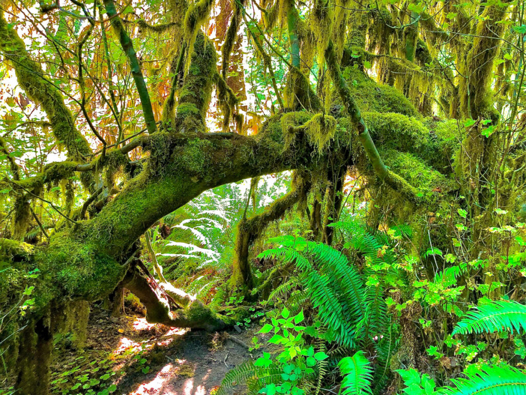 olympic national park rainforests