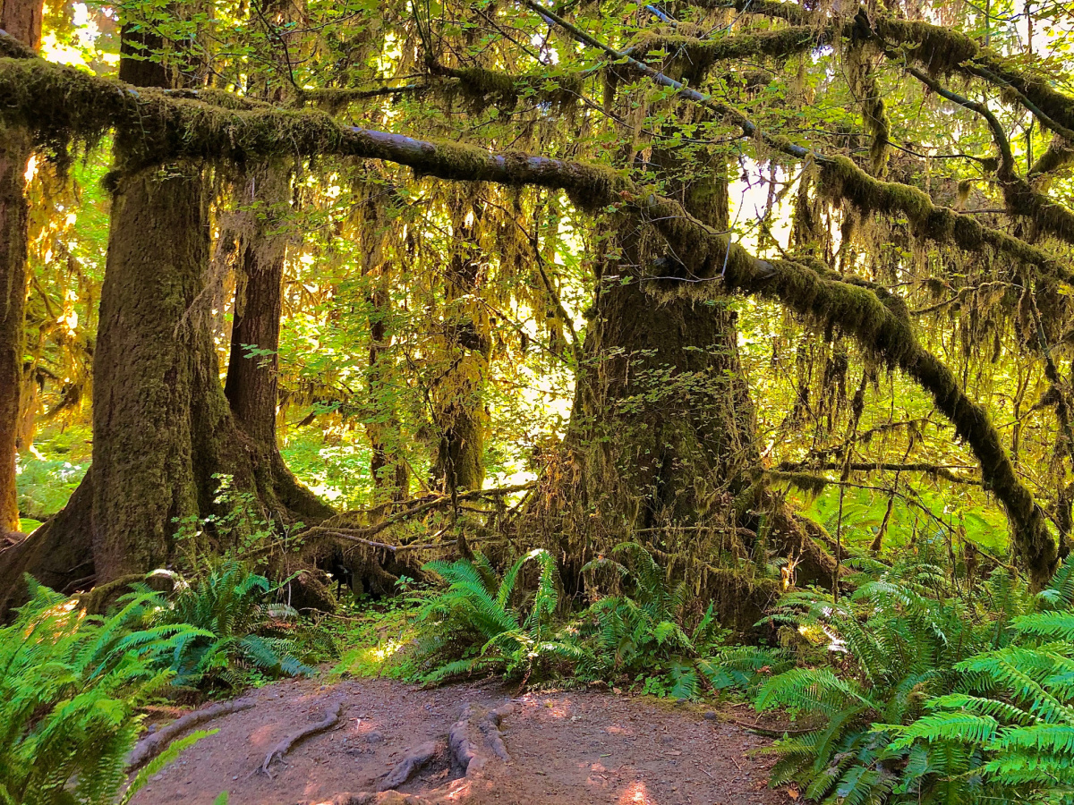 Hoh rainforest guide