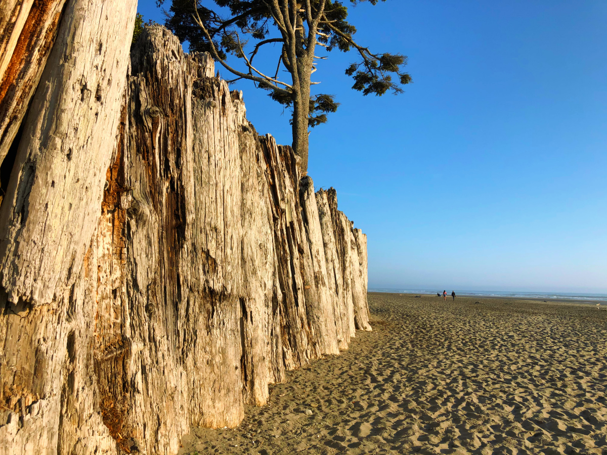 Kalaloch Beach