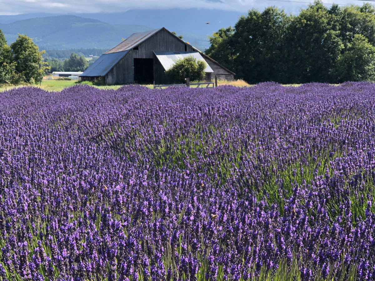 best things to do in port angeles, washington