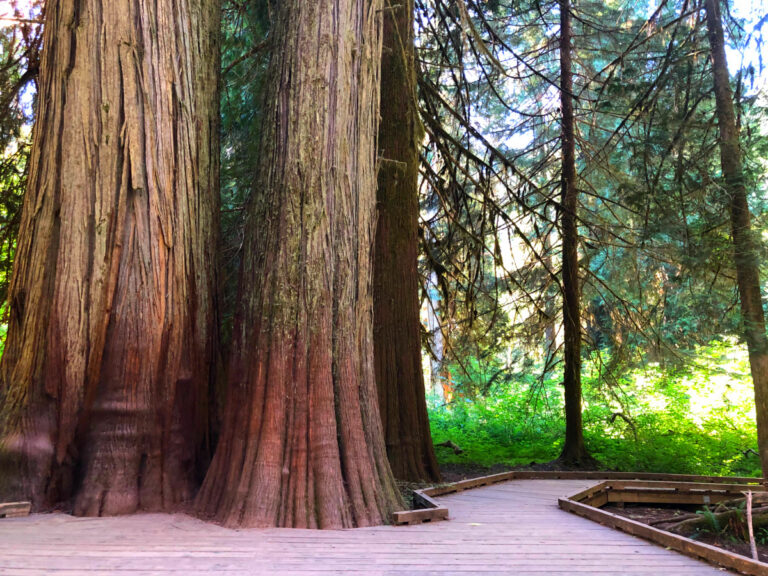 Grove of the Patriarchs Trail